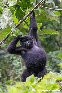  Bwindi Impenetrable Forest - Uganda