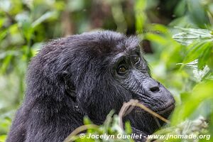 Forêt impénétable de Bwindi - Ouganda