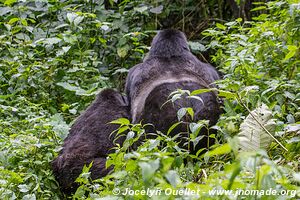  Bwindi Impenetrable Forest - Uganda