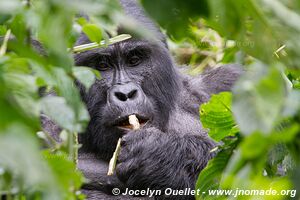 Forêt impénétable de Bwindi - Ouganda