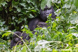 Forêt impénétable de Bwindi - Ouganda