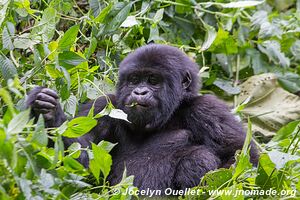  Bwindi Impenetrable Forest - Uganda