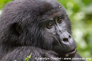  Bwindi Impenetrable Forest - Uganda