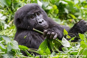  Bwindi Impenetrable Forest - Uganda