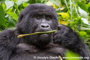  Bwindi Impenetrable Forest - Uganda