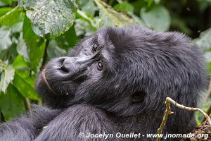 Forêt impénétable de Bwindi - Ouganda