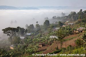 Forêt impénétable de Bwindi - Ouganda