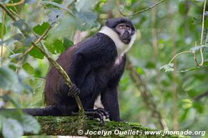 Forêt impénétable de Bwindi - Ouganda