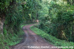  Bwindi Impenetrable Forest - Uganda