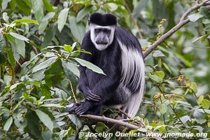 Bwindi Impenetrable Forest - Uganda