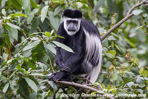 Forêt impénétable de Bwindi - Ouganda