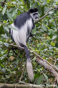  Bwindi Impenetrable Forest - Uganda