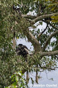  Bwindi Impenetrable Forest - Uganda