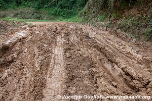 Forêt impénétable de Bwindi - Ouganda