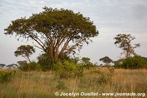 Parc national Queen Elizabeth - Ouganda