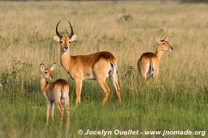 Queen Elizabeth National Park - Uganda