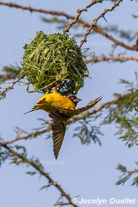 Parc national Queen Elizabeth - Ouganda