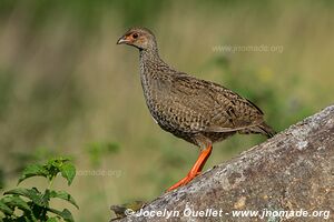 Parc national Queen Elizabeth - Ouganda