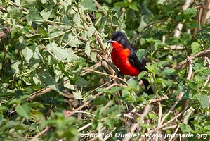 Queen Elizabeth National Park - Uganda