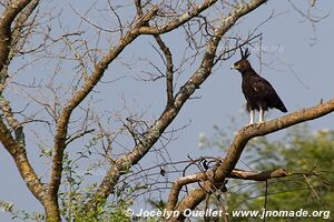 Queen Elizabeth National Park - Uganda