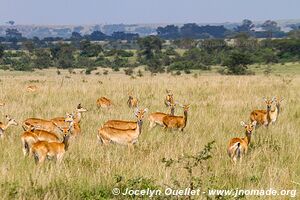 Parc national Queen Elizabeth - Ouganda