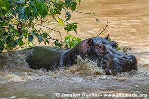 Parc national Queen Elizabeth - Ouganda