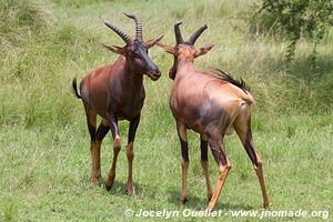 Queen Elizabeth National Park - Uganda