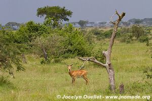 Parc national Queen Elizabeth - Ouganda