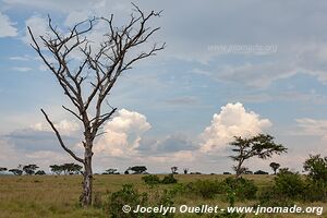 Parc national Queen Elizabeth - Ouganda