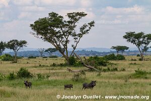 Queen Elizabeth National Park - Uganda