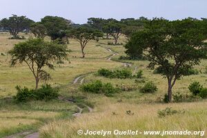 Parc national Queen Elizabeth - Ouganda