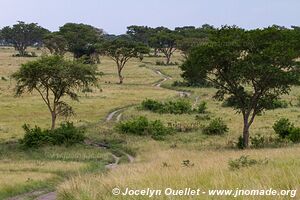 Queen Elizabeth National Park - Uganda