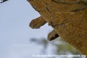 Parc national Queen Elizabeth - Ouganda