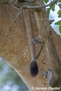 Parc national Queen Elizabeth - Ouganda