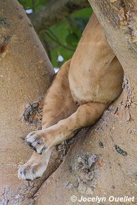 Queen Elizabeth National Park - Uganda