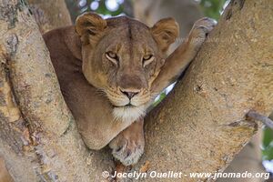 Parc national Queen Elizabeth - Ouganda