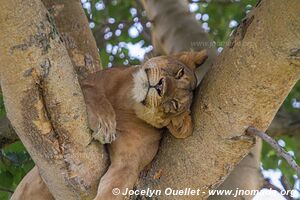 Parc national Queen Elizabeth - Ouganda