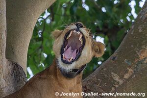 Parc national Queen Elizabeth - Ouganda