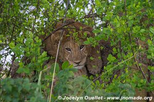 Parc national Queen Elizabeth - Ouganda