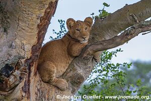 Parc national Queen Elizabeth - Ouganda