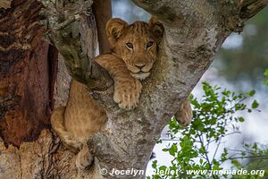 Parc national Queen Elizabeth - Ouganda