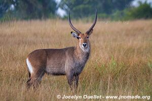 Parc national Queen Elizabeth - Ouganda