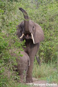 Parc national Queen Elizabeth - Ouganda