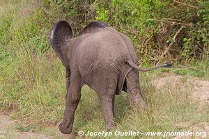 Parc national Queen Elizabeth - Ouganda