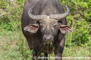 Parc national Queen Elizabeth - Ouganda