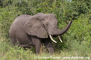 Parc national Queen Elizabeth - Ouganda