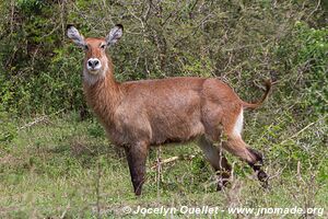 Parc national Queen Elizabeth - Ouganda