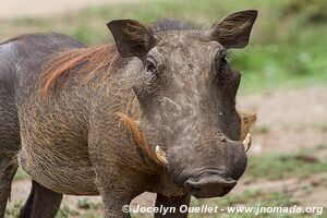 Parc national Queen Elizabeth - Ouganda