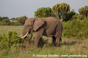 Parc national Queen Elizabeth - Ouganda