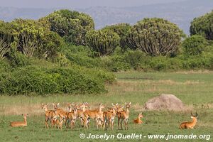 Queen Elizabeth National Park - Uganda